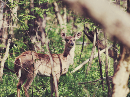 Deer in the Woods